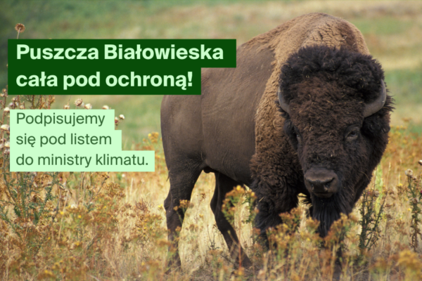 Puszcza Białowieska cała pod ochroną!